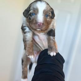 Buddy - Red merle male Australian Shepherd puppy in Tyner, Kentucky from Lil’ Town Aussies