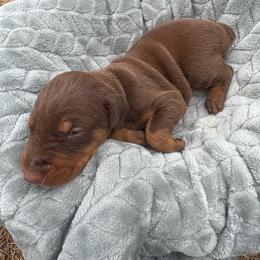 Girl 2 - Red and rust female Doberman Pinscher puppy in Elgin, Texas from New Horizons Kennels