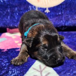Diesel - Sable male German Shepherd puppy in Los Lunas, New Mexico from Mali's German Shepherds LLC