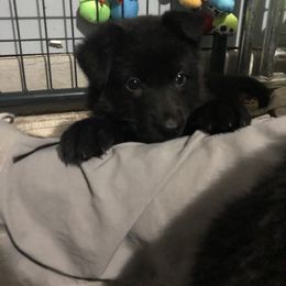 "Ride - 5 weeks old ( Noble puppy)" German Shepherd Puppies from Noble and sound