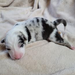 Dawn - Slate merle female Border Collie puppy in Morgan, Texas from Shooting Star Ranch