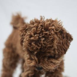 Goldendoodle and Poodle All Grown Up from Doodles & Poodles by Tiki