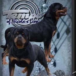 Rottweilers from Von Haus Coleman Rottweilers