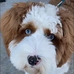 Wesley - Australian Labradoodle