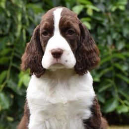 English Springer Spaniels and Labrador Retrievers from Buffie Gonzales