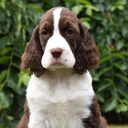 English Springer Spaniels and Labrador Retrievers from Buffie Gonzales