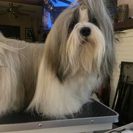 Cosmo - Lhasa Apso