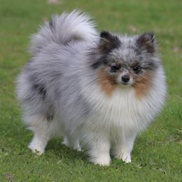 Journey  - Pomeranian
