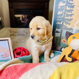 Golden Retriever Puppies from TaylerMade Goldens