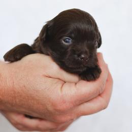 Tino - Liver male Shihpoo puppy in Nickelsville, Virginia from The Teddybear Shihpoo