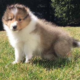 Shetland Sheepdog Puppies from Royal Tea Shelties