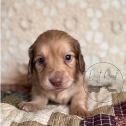 Boy 2 - Cream male Dachshund puppy in Town Creek, Alabama from Dirt Road Dachshunds