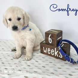 Comfrey - Light golden male Golden Retriever puppy in Carthage, Missouri from SDG Goldens