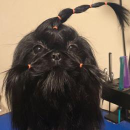 Spell - Shih Tzu