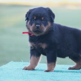 Hondo - Black and mahogany male Rottweiler puppy in Uniontown, Alabama from CedarBluff Rottweilers