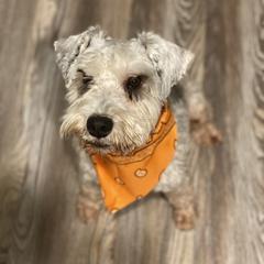Roscoe - Miniature Schnauzer