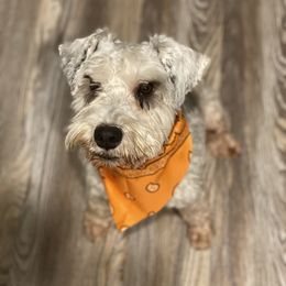 Roscoe - Miniature Schnauzer