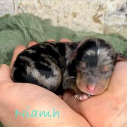 Niamh - Merle female Bernedoodle puppy in Midland, Michigan from Northern Charm Farm