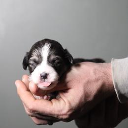 Leanna - Black and tan female Pembroke Welsh Corgi puppy in South Otselic, New York from Ridge Top Corgis