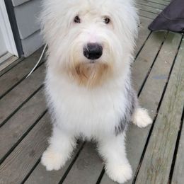 Golden Retriever and Old English Sheepdog All Grown Up from Saddle Rock Golden Retrievers & Old English Sheepdogs