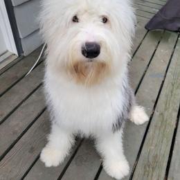 Golden Retriever and Old English Sheepdog All Grown Up from Saddle Rock Golden Retrievers & Old English Sheepdogs