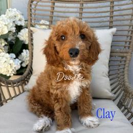 Clay - Red  male Goldendoodle puppy in Gilbert, Arizona from Doodle Bliss