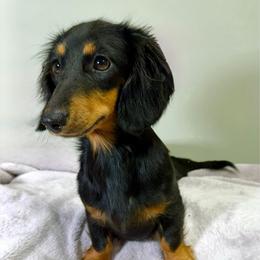 Finny - Dachshund