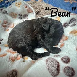 Bean - Black & white male Maltipoo puppy in Coal City, Indiana from Angel Blue Dogs