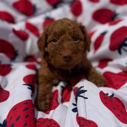 (Chocolate) Chip, Blue Collar - Red  male Goldendoodle puppy in Valley Center, Kansas from The Goldendoodle Gal