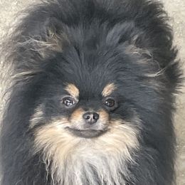 Gussy - Pomeranian