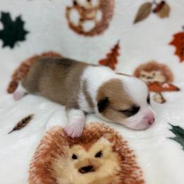 Skittles - Red female Pembroke Welsh Corgi puppy in Columbia, Tennessee from Wiggle B Ranch Corgis