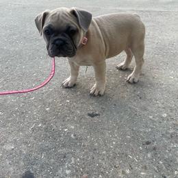 Cleo - Fawn female French Bulldog puppy in Metairie, Louisiana from Surcouf Frenchie’s