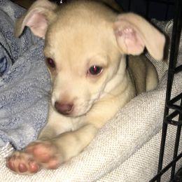 Mistletoe - Cream and white Chihuahua puppy in Chesapeake, Virginia from Wonder Pups Chihuahuas