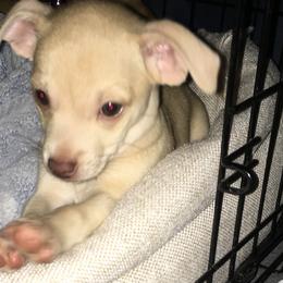 Mistletoe - Cream and white Chihuahua puppy in Chesapeake, Virginia from Wonder Pups Chihuahuas