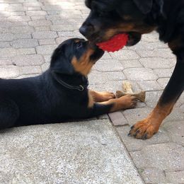 Rottweiler Puppies from Alpha Co. Rottweilers
