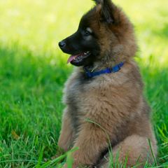 Belgian Tervuren Puppies from Coyote Run Tervuren