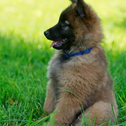 Belgian Tervuren Puppies from Coyote Run Tervuren