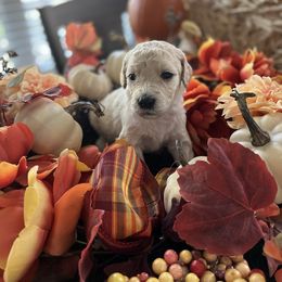 Goldendoodle Puppies from CruzNDoodles