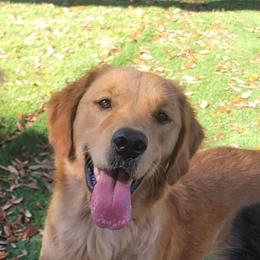 Elsa - Goldendoodle