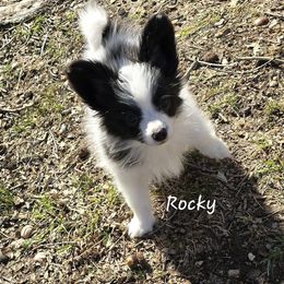 Rocky - White and black Papillon puppy in Hollister, Missouri from Swan Creek Kennel