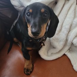 Dachshunds from Toews Kennels