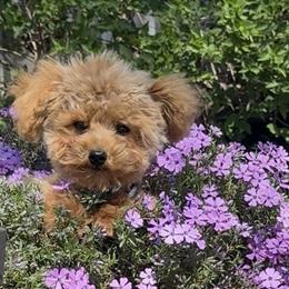 AKC CHAMPAGNE BENTLEY - Red  male Poodle puppy in Taylorsville, North Carolina from SilverLining highlands and hounds