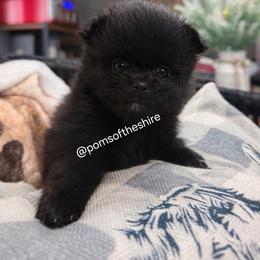 Varda - Black female Pomeranian puppy in Boca Raton, Florida from Poms of The Shire