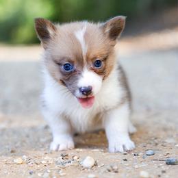 Joker - Sable male Pembroke Welsh Corgi puppy in Star City, Arkansas from Say When Corgi Co.