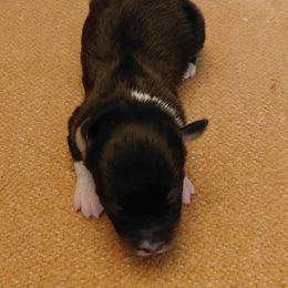 Moana - Black tri female Miniature American Shepherd puppy in San Benito, Texas from Vaquera's Miniature American Shepherds