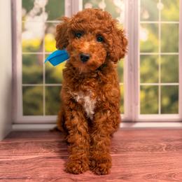 Squidward (Light Blue Collar Male) - Red  male Goldendoodle puppy in Santa Clara, Utah from Desert Dawn Doodles