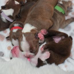 Boston Terrier puppies from Sacred Paw Sanctuary