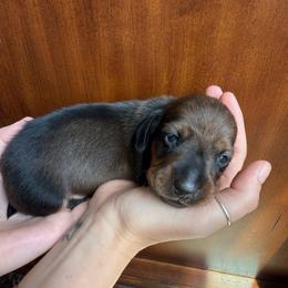 Cedar - Red male Dachshund puppy in Las Vegas, Nevada from Desert Dachshunds