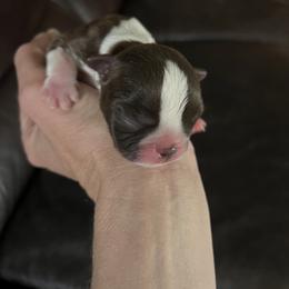Boston Terrier Puppies from Toon’s Boston Terriers