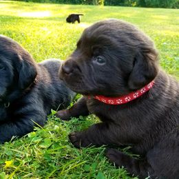 Labrador Retriever Puppies from Cove Labradors